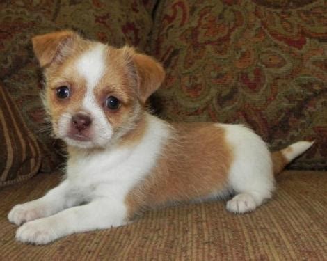 Maybe you would like to learn more about one of these? Shih Tzu Chihuahua Mix (A.K.A. Shichi) Breed Info & 21 Pictures - Animalso