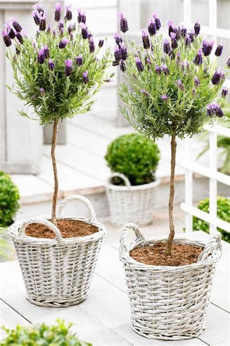 With long somewhat thinner leaves. Planting lavender in pots - Little Piece Of Me