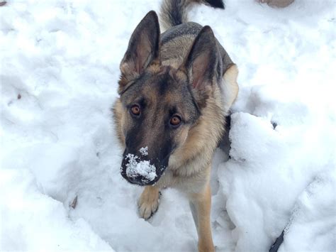 My Snow Baby Alsatian German Shepherds Dawson Gsd Dog Person Fur