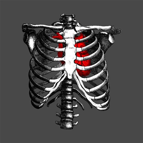Ideal for catalogs, informative and medical guides. Ribcage Skeleton Red Heart Anatomy - Skeleton Rib Cage - T ...