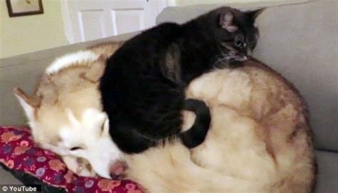 Cat Prefers Sleeping On Husky Friend Cats Husky Furry Friend