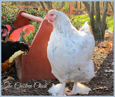 Flock Focus Friday, 11/14/14 | Best egg laying chickens, Chickens backyard breeds, Egg laying 