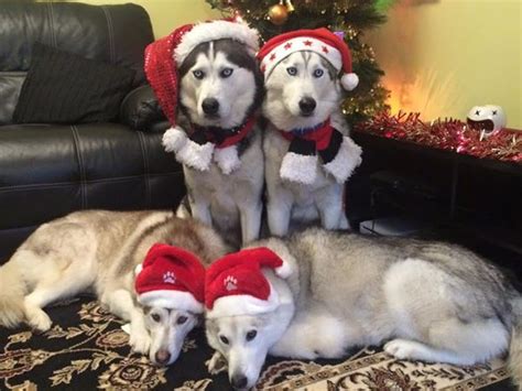 Merry Christmas From Karen Pawpacks Siberian Husky Pack Love Them
