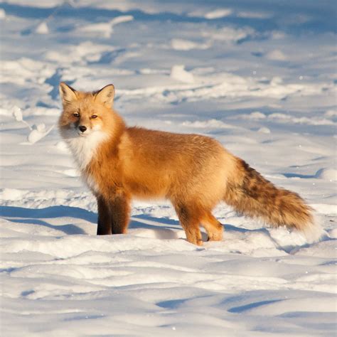 Uneasy Neighbours Red Foxes And Arctic Foxes In The North Yukon