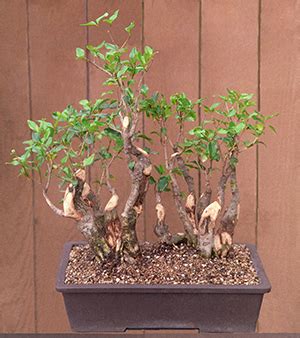 Creating ramification on a bonsai (hedge pruning). Ligustrum... - Bonsai BCI