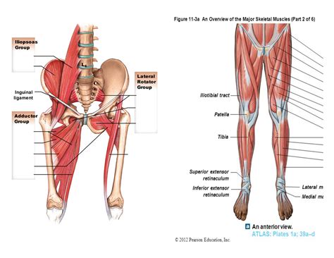 Chapter 11 Anterior View Muscles Of The Hip Thigh And Leg Diagram