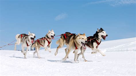 Lapland Dog Sledding Husky Sled Tours In Finland Nordic Visitor