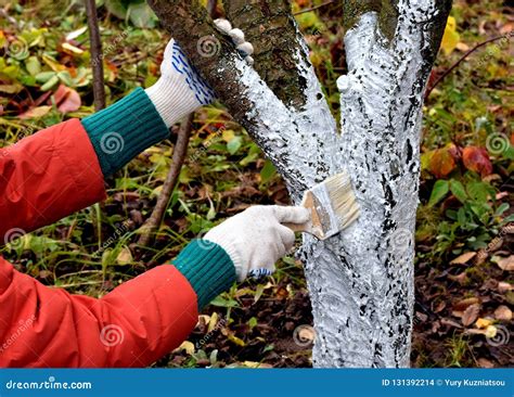 Protecting Trees From Winter Cold Months Stock Photo Image Of Cherry