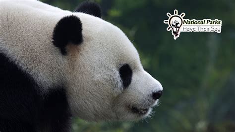 Giant Panda National Park 2 Guardians Of Giant Pandas Youtube