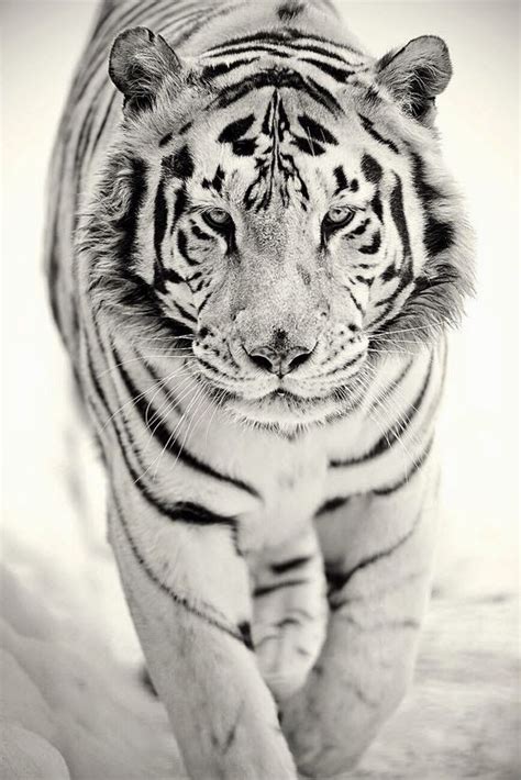 Maybe you would like to learn more about one of these? Gambar Harimau | Foto Harimau | Ciri Ciri Harimau |Harimau ...