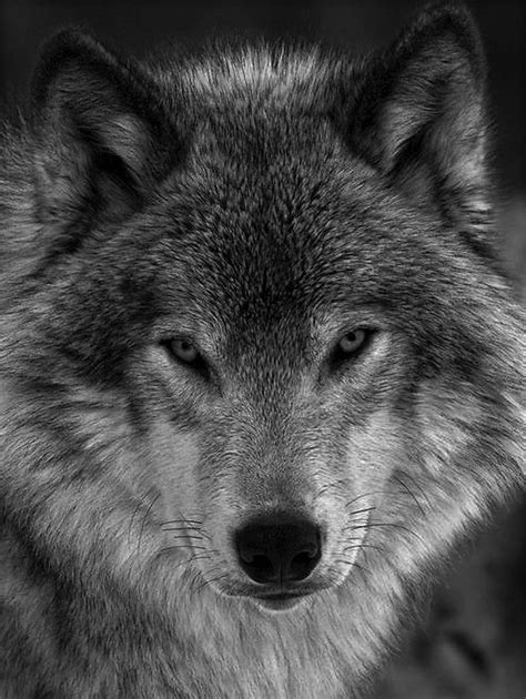 Black And White Wolf Wolf Love Wolf Spirit Animal Beautiful Wolves
