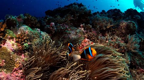 Palaus Improbably Healthy Coral Reefs — Nova Next Pbs