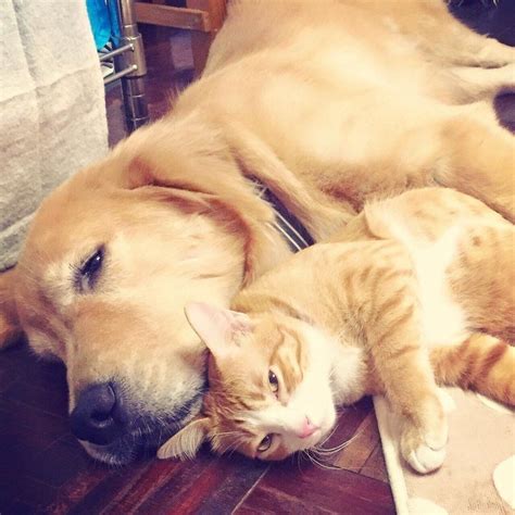 Dog Adopts Street Kitten As Her Own And Raises Him To Be The Happiest
