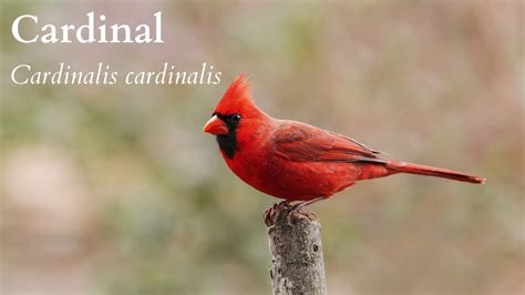 Cardinal Call Youtube