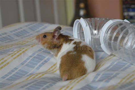 Syrian Hamster My Love Pet Baby Stock Image Image Of Syrian Hamster