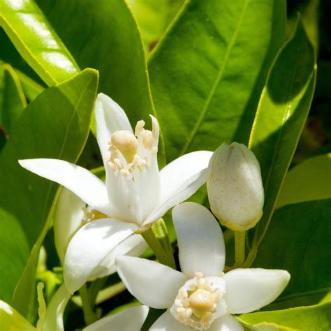 National Orange Blossom Day