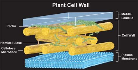 Cell Wall And Membrane Wallyplant