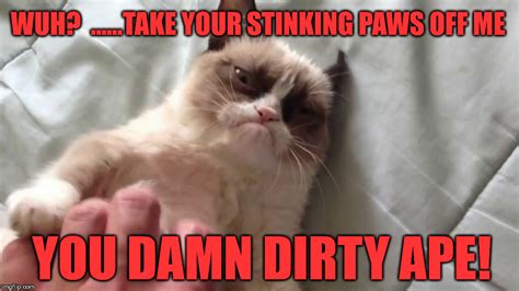 Cat Memes Dirty Cats Blog