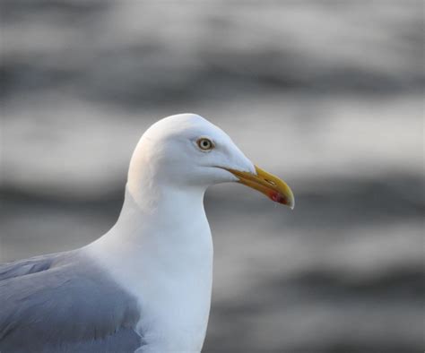 european herring gull sølvmåge european herring gull flickr