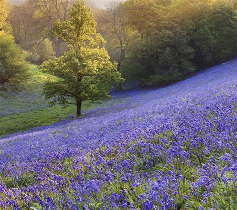 Pin By Julia H On Things Of Beauty Wild Bluebell Bluebells Country