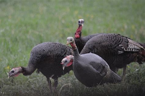 Spring Turkey Harvest Authorization Applications Due Dec 10