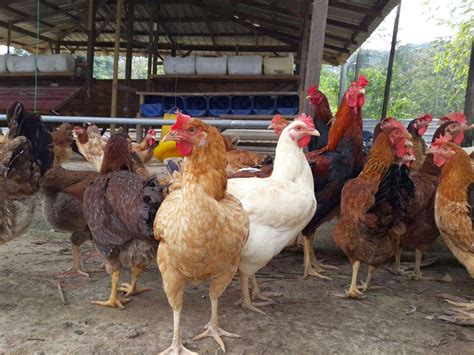 Portal davetsa jabatan perkhidmatan haiwan & perusahaan ternak. Usahawan Ternakan Ayam