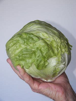 Check spelling or type a new query. Does Iceberg Lettuce Have Any Nutritional Value