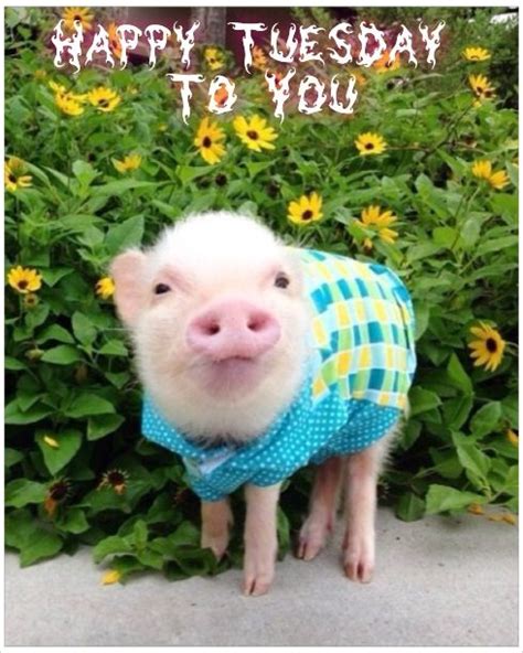 Tuesday Pet Pigs Cute Baby Animals Cute Piglets