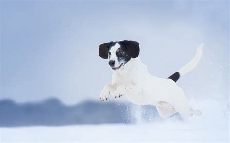 Wallpaper White Animals Snow Puppy 1680x1050 Px Vertebrate Dog