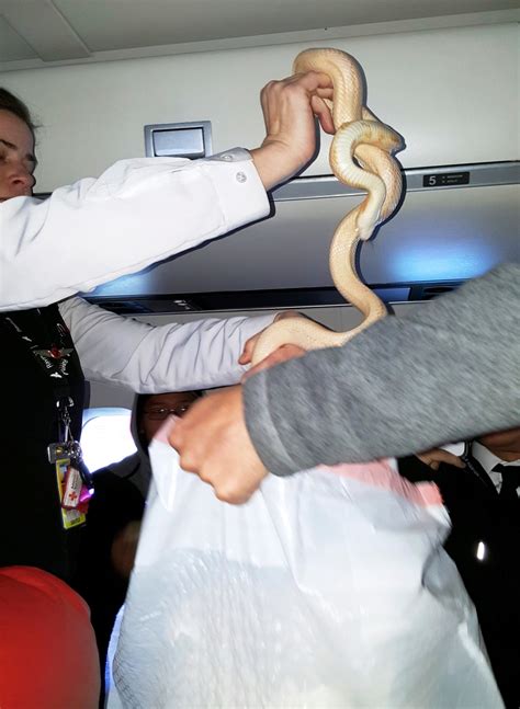Snake On A Plane Serpent Found Slumbering On Alaska Flight Ctv News