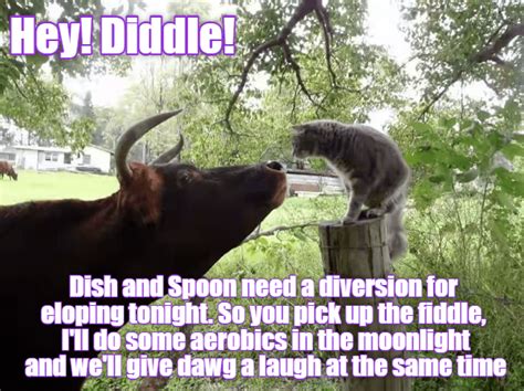 Hey Diddle Lolcats Lol Cat Memes Funny Cats Funny Cat