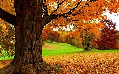 Yellow Tree Autumn Nature Under Wallpapers Landscape