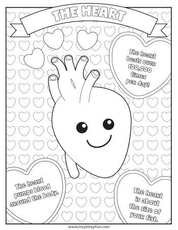 This super cute my body book printable is perfect for the little ones to start with body recognition, orientation and language development! Human Body Worksheets - itsybitsyfun.com