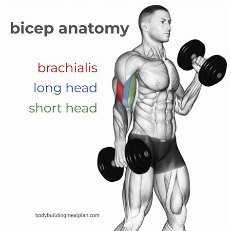 19 Top Brachialis Exercises For Bigger Stronger Biceps