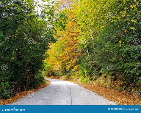 Beautiful Road In The Autumnal Forest With Varied Colours Of Browns