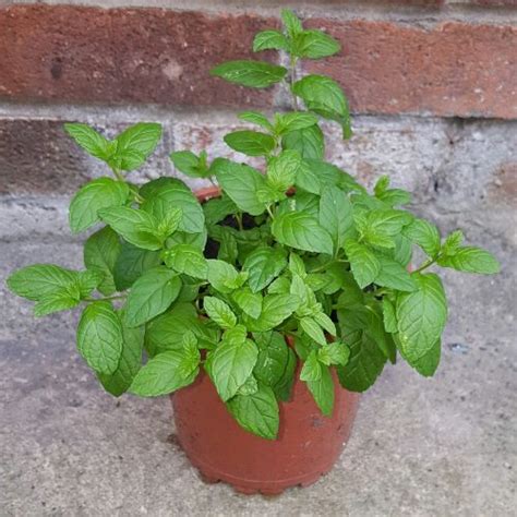 How To Grow Mint At Home Backyard Boss