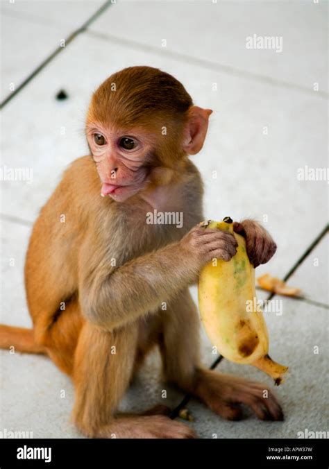 Monkey Sticking Out His Tongue Stock Photo Alamy