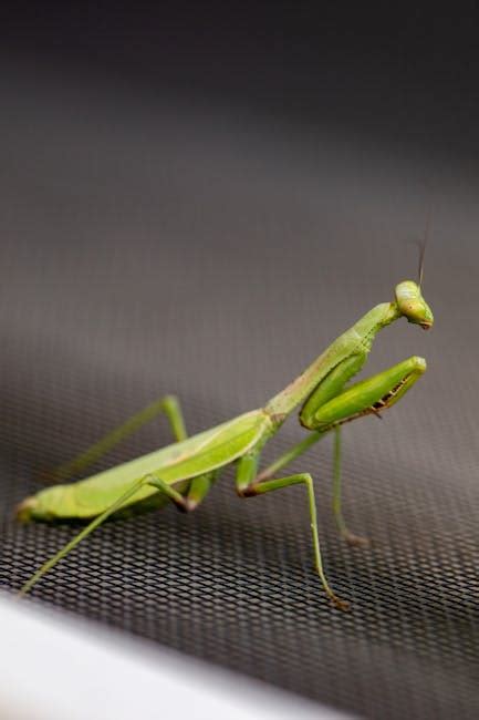 Green Praying Mantis On Grey Textile · Free Stock Photo
