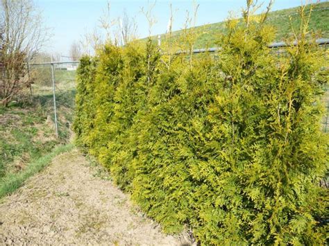 De beste borden van marijke de brabandt. Thuja occidentalis 'Golden Brabant' - Westerse levensboom ...