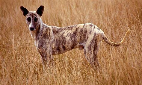 What Does A African Dog Look Like
