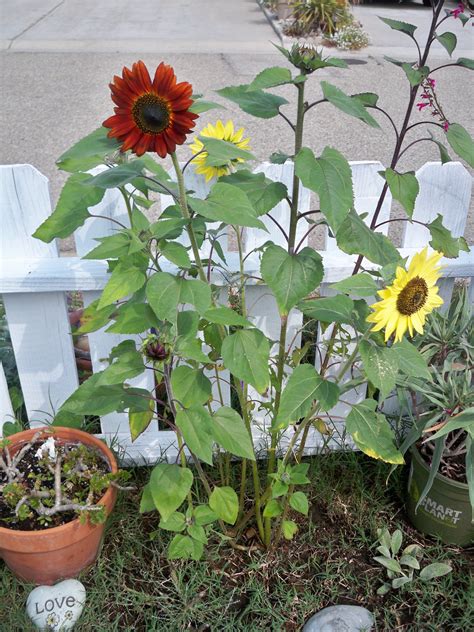 Red Sunflowers Red Sunflowers Plants Garden