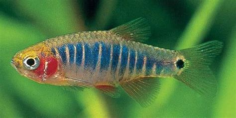 Don't let this macro lens picture fool you. FT Columbia, SC - 4 Emerald dwarf rasboras for 4 Chilli ...