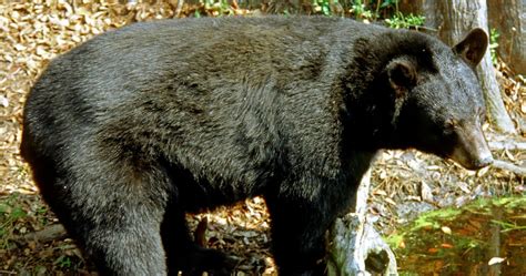 207 Bears Killed On First Day Of Florida Bear Hunt Huffpost Impact