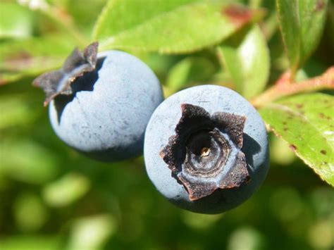 Wer die pflanzung im herbst versäumt hat, kann blaubeeren aber auch noch im zeitigen frühjahr von märz bis april pflanzen. Amerikanische Heidelbeere - pflanzen, schneiden, düngen ...