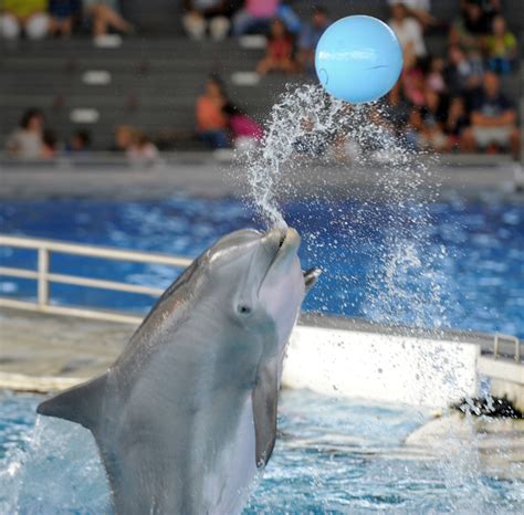 Bottlenose Dolphins At The National Aquarium In Baltimore