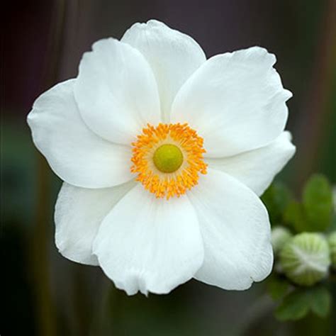 All indian states have their own government and union territories come under the. 151 Types of Flowers Common In The U.S. & Their ...
