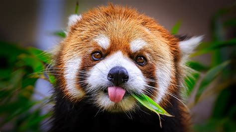 Tongues Tongue Out Red Panda Animals Mammals 2560x1440 Wallpaper