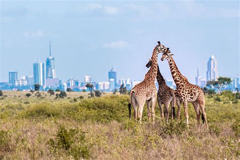 Top 9 Things To Do In Nairobi Kenya Ujuzi African Travel