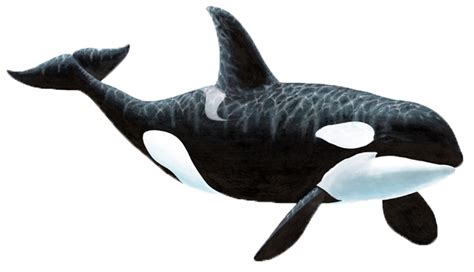 Wall Decal Sticker Killer Whale Whale Png Download 700403 Free