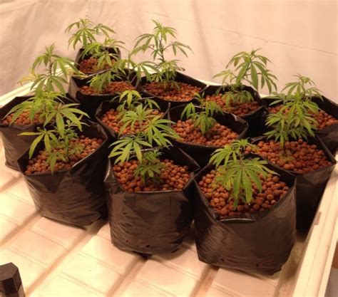 Beginners Guide Grow Setup Under 3000 Indoor Cannabis